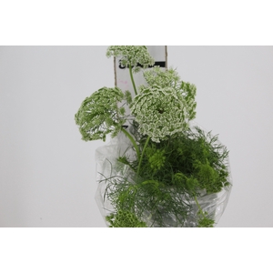 AMMI MAJUS 070 CM