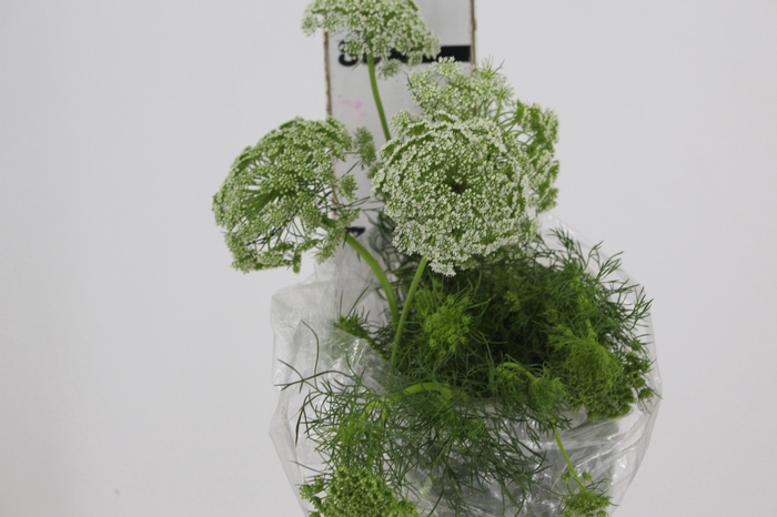 <h4>AMMI MAJUS 070 CM</h4>
