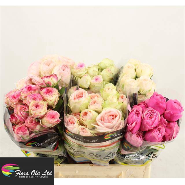 <h4>R Tr Mix X25 Flora Ola</h4>