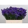 Limonium Navy Sun Birds