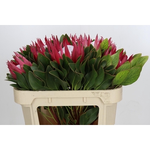 Protea Cynaroides Madiba