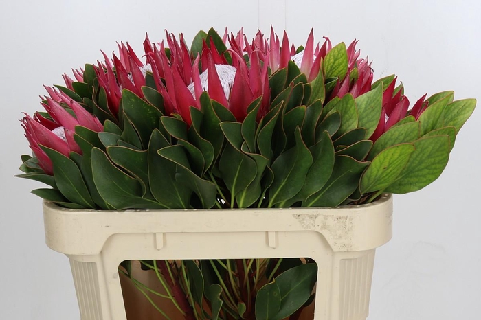 <h4>Protea Cynaroides Madiba</h4>