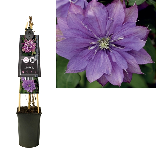 <h4>Clematis 'Rollercoaster' PBR +3.0 label</h4>