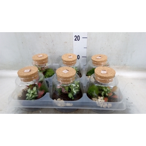 Arr.   Kamerplant Groen H%