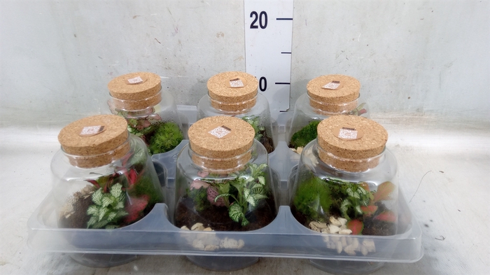 <h4>Arr.   Kamerplant Groen H%</h4>