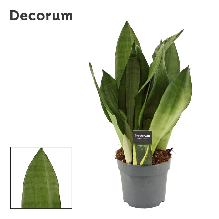<h4>Sansevieria Moonshine 14 cm (Decorum)</h4>