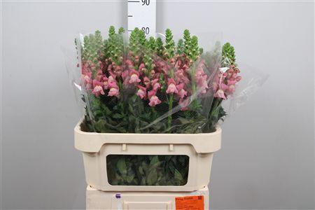 <h4>Antir Avignon C Rose</h4>