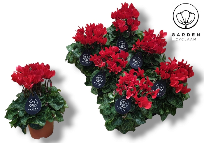 <h4>Cyclamen GARDEN ROOD</h4>
