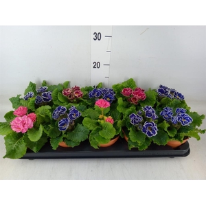 Primula ac.   ...mix