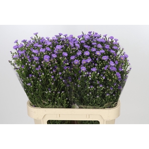 Aster Cassandra