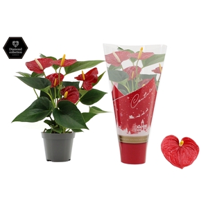 Anthurium Diamond Red in Couture Christmas sleeve