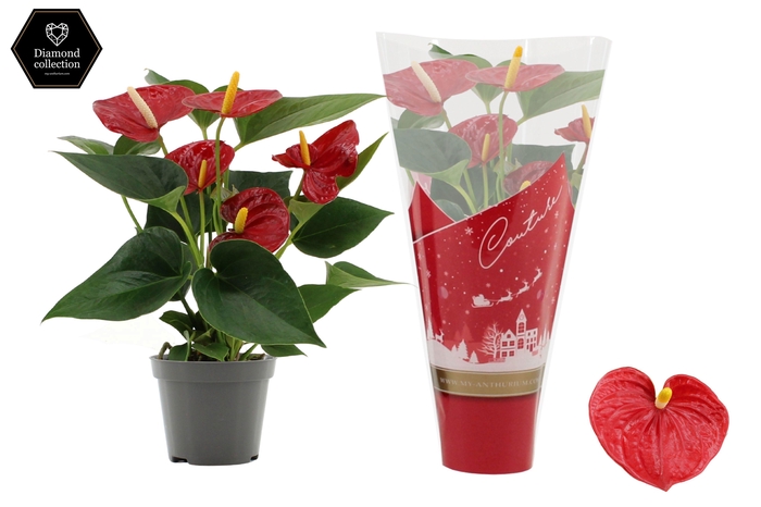 <h4>Anthurium Diamond Red in Couture Christmas sleeve</h4>