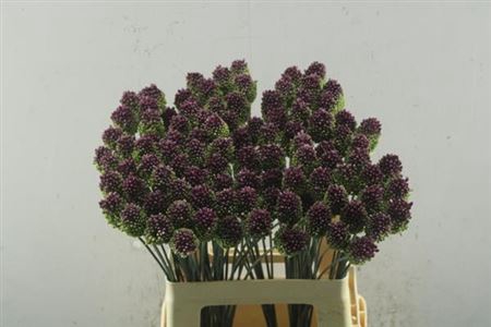 Allium Sphaerocephal