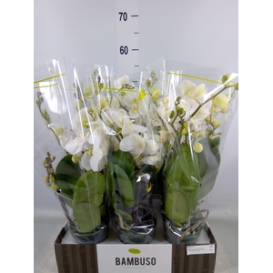 Phalaenopsis   ...white