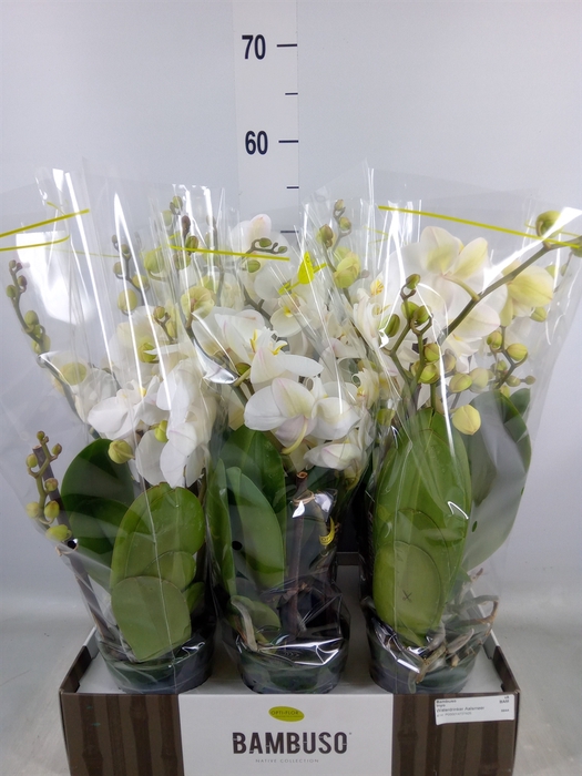 <h4>Phalaenopsis   ...white</h4>