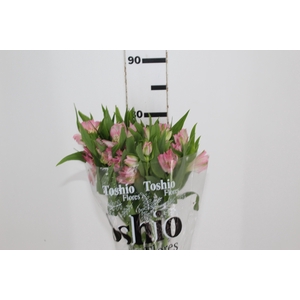 ALSTROEMERIA DUBAI 080 CM