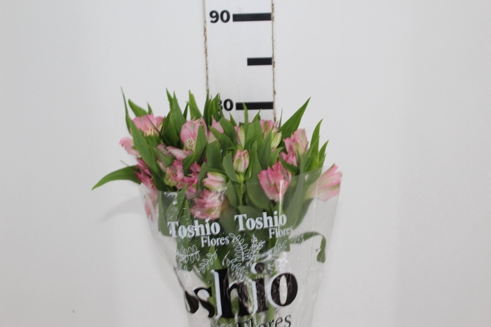 <h4>ALSTROEMERIA DUBAI 080 CM</h4>