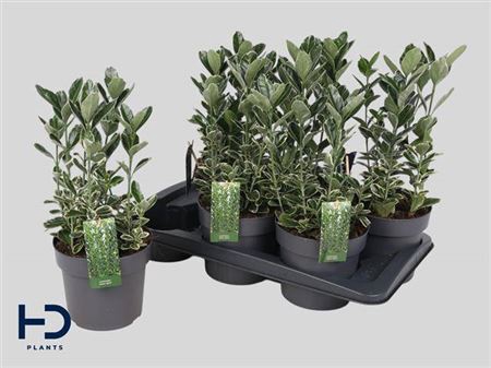 <h4>Euonymus Ov White Green</h4>