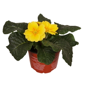 Primula Acaulis 9 cm Yellow'
