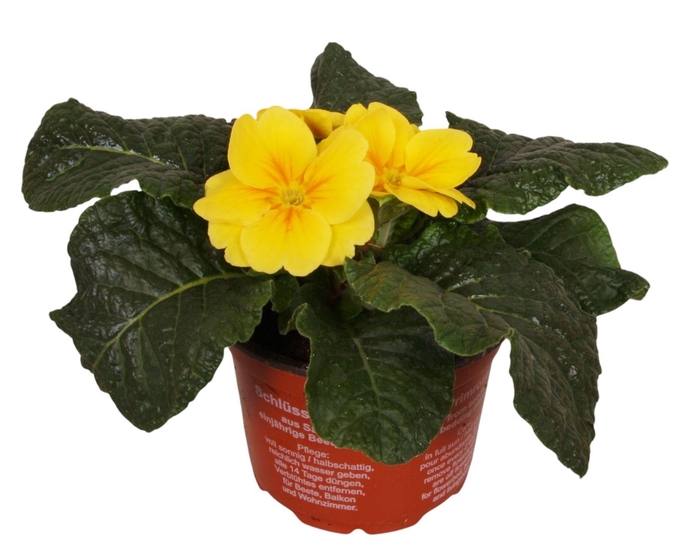 <h4>Primula Acaulis 9 cm Yellow'</h4>