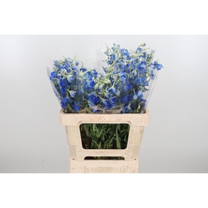 Delphinium Be Volkerfrieden