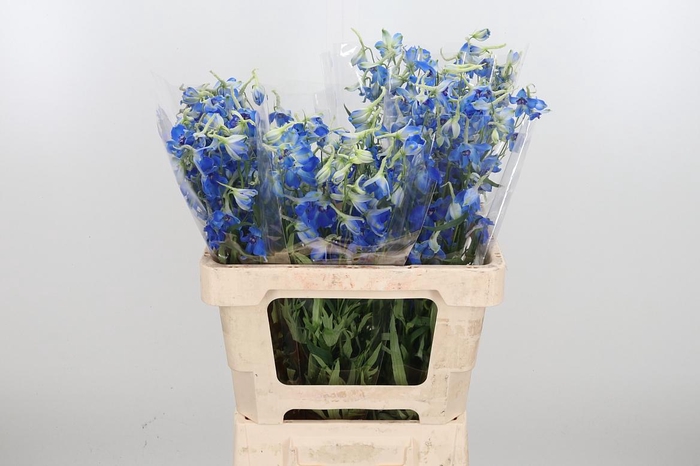 <h4>Delphinium Be Volkerfrieden</h4>