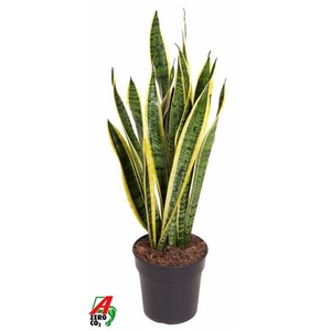 Sansevieria Laurentii