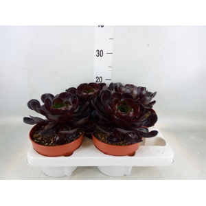 xSemponium  'Destiny'