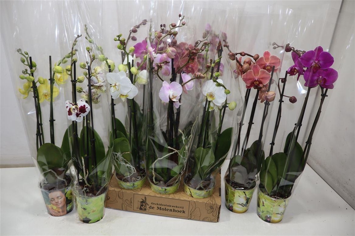 <h4>Phal Gem 4 Kl</h4>