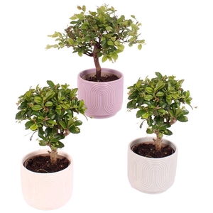 Bonsai Indoor Mix Ø 9cm Ball Shape in Ø11cm Ceramic SE571