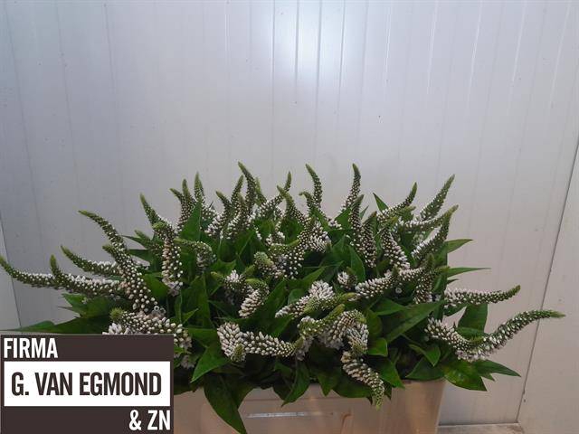 <h4>LYSIM CLETHROIDES</h4>