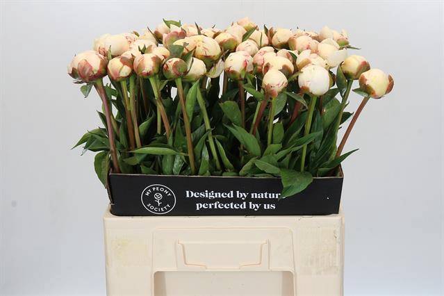 <h4>Paeonia mary e nicholls</h4>