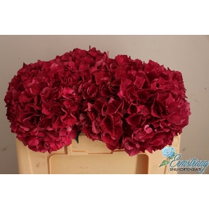 HYDR M MAG RUBYRED