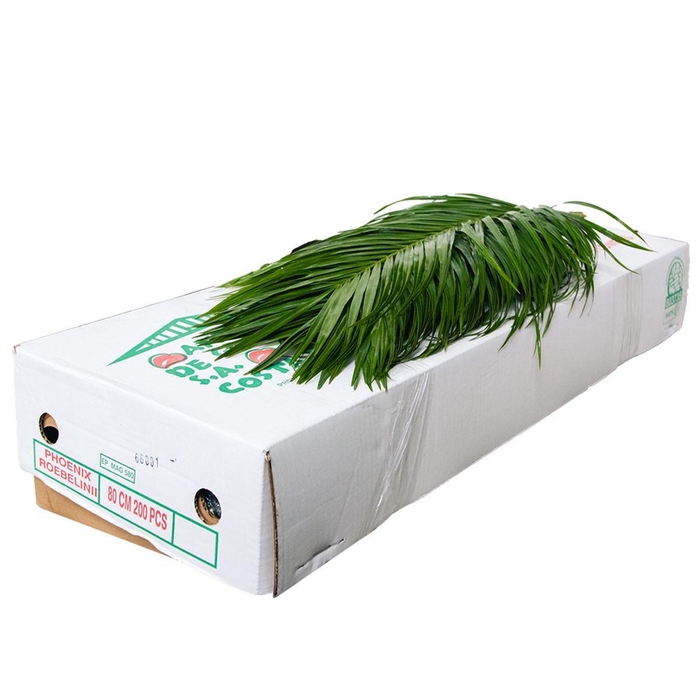 <h4>DEC Phoenix Roebelini 80cm</h4>