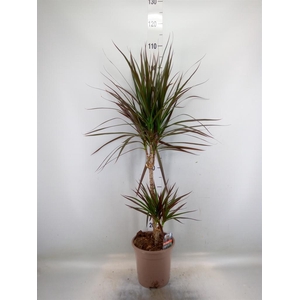 Dracaena marg. 'Magenta'