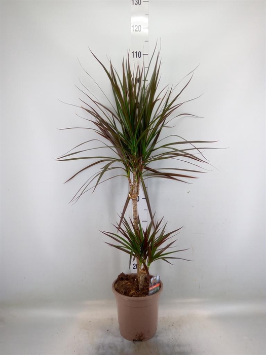 <h4>Dracaena marg. 'Magenta'</h4>