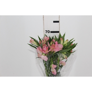 ALSTROEMERIA DUBAI 080 CM