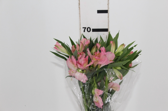 <h4>ALSTROEMERIA DUBAI 080 CM</h4>