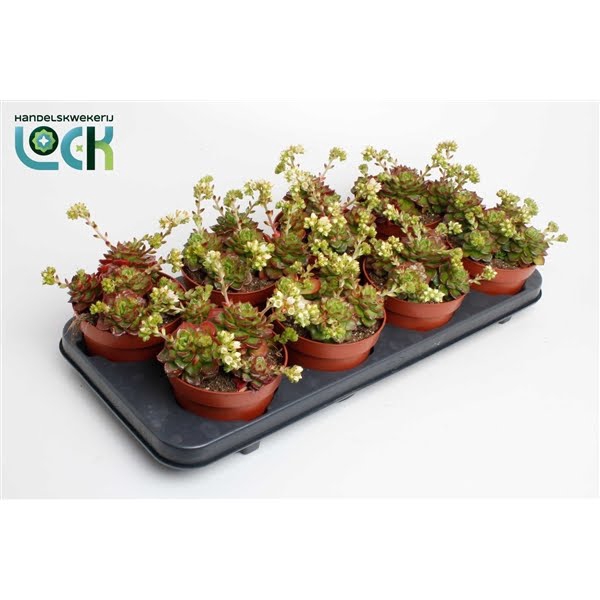 <h4>Echeveria Afines</h4>