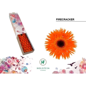 Ge Mi Spider Firecracker Box