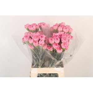 Di St Minami Femenine