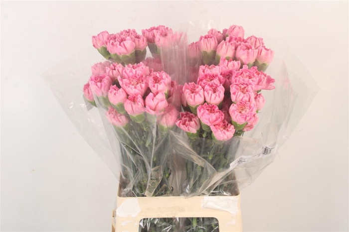 <h4>Di St Minami Femenine</h4>