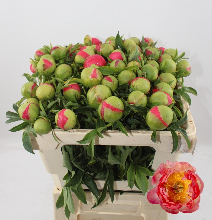 <h4>PAEO CORAL SUNSET</h4>