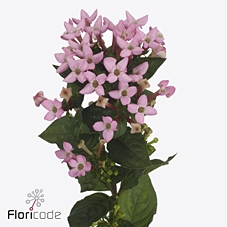 Bouvardia si pink jewel