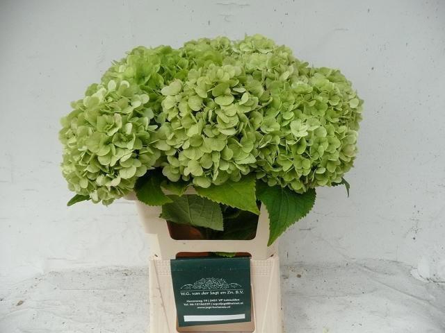 <h4>HYDR M  BLIZZARD CL</h4>