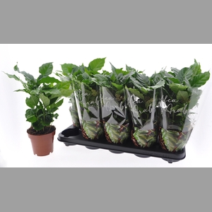 COFFEA ARABICA