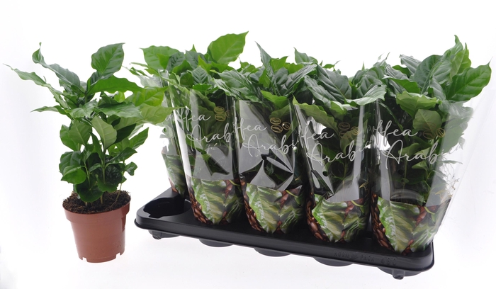 <h4>COFFEA ARABICA</h4>