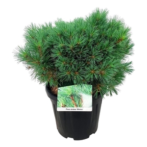 Pinus strobus 'Minima'