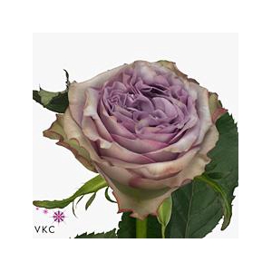 Rosa large dolcetto