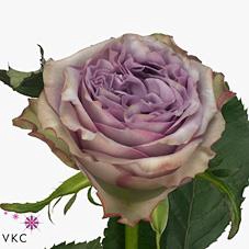 <h4>Rosa large dolcetto</h4>